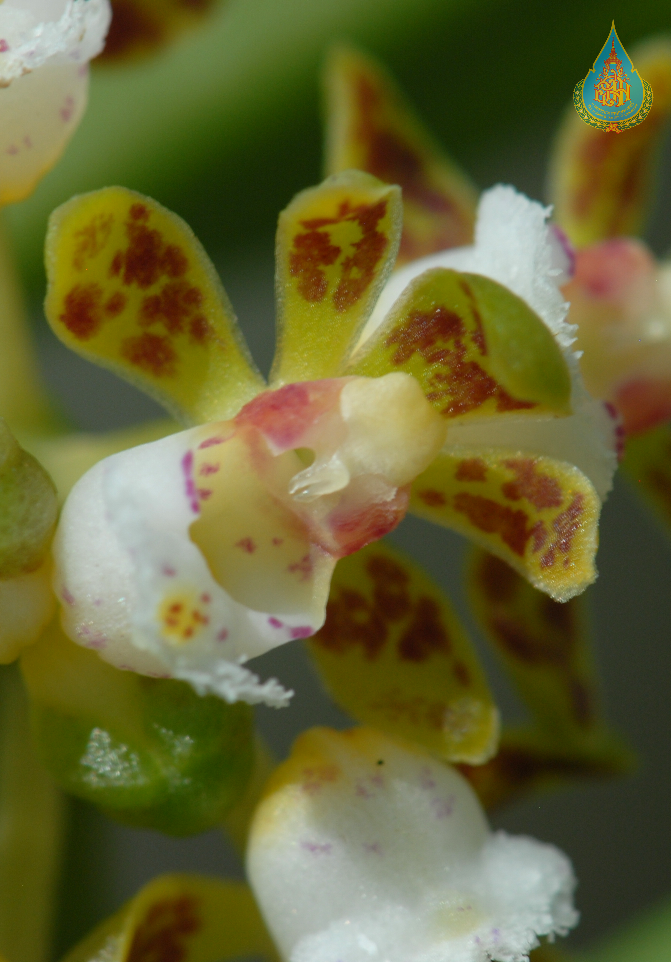 เอื้องเสือลาย Gastrochilus yunnanensis Schltr.<br/>ORCHIDACEAE